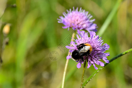 昆虫蜜蜂正在从花中采集花蜜图片