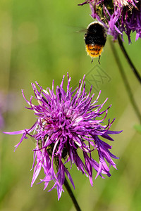 昆虫蜜蜂正在从花中采集花蜜图片