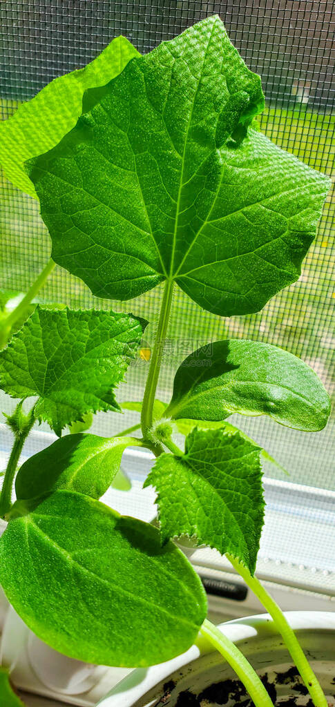 在花园里种植的黄瓜植物黄瓜的幼苗安全食品自然环图片