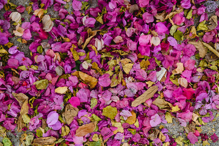 粉色和黄色花瓣地毯枯萎图片