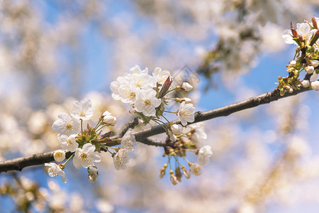春花樱桃树有图片
