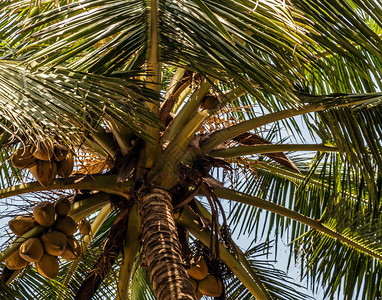国王椰子Cocosnucifera果实黄束棕榈椰子原图片