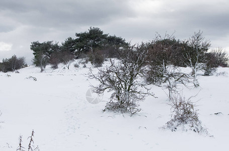 冬天和白雪皑的森林照片图片