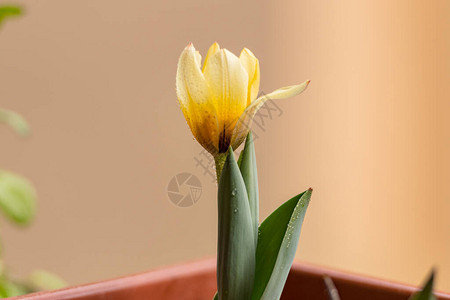 春天背景与美丽的黄色郁金香图片