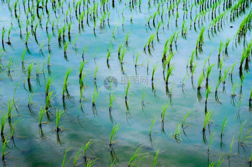 美丽的有机绿色稻田图片