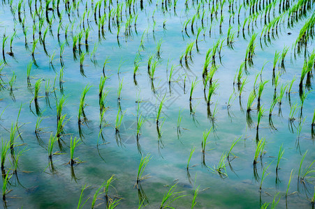 美丽的有机绿色稻田图片