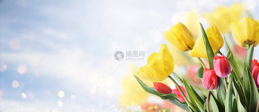 郁金香花束在有散景背的花园里的特写镜头创意春天花蕾框架复活节母亲节和季节日春季横图片