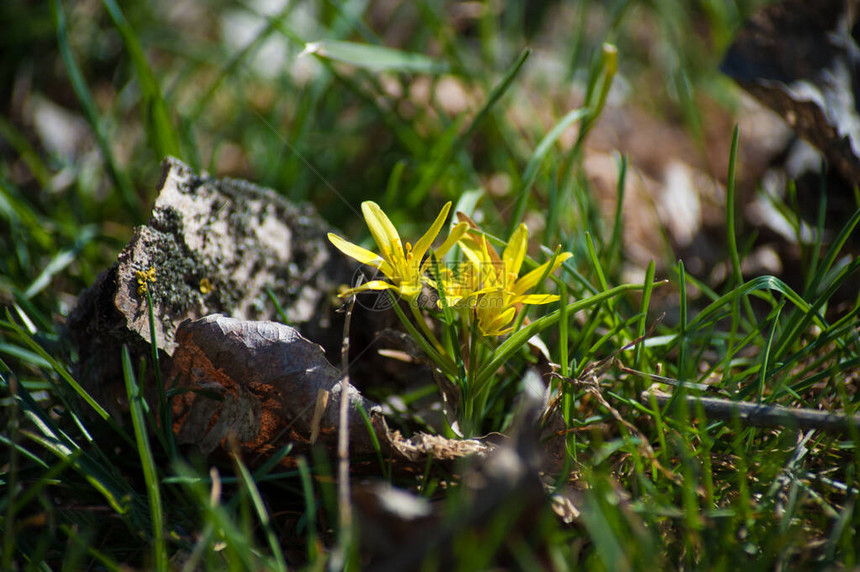 春天森林里的第一朵黄花图片