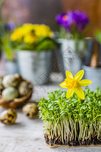 水芹和春天的花朵的复活节装饰背景图片