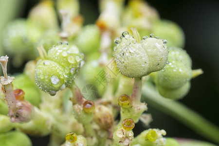 雨后野生大戟杂草图片