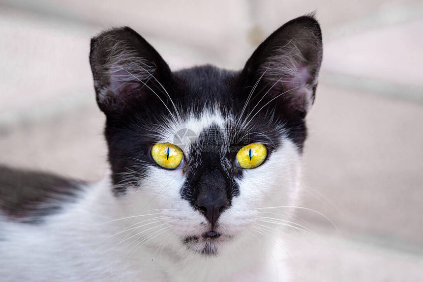 黑白种的猫和一只破碎的耳朵图片