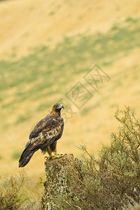金鹰AquilaChrysaetosCastileLeon图片