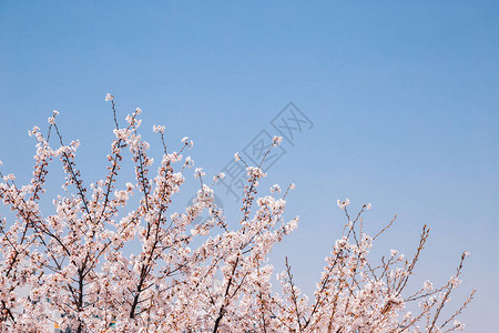 春天柔和的粉红色樱花有蓝天背景图片