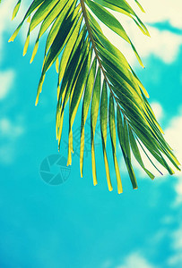 岛上的椰子树有选择图片