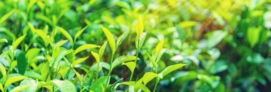 在斯里兰卡茶叶种植园种植茶叶有选择图片