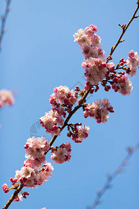 樱花春天的樱花美丽图片