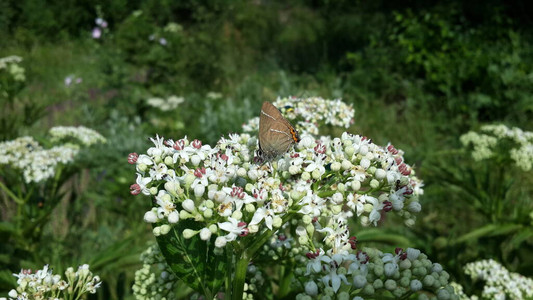 白色野花上的蝴蝶和甲虫图片