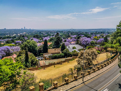 约翰内斯堡是南非10月开花的春天贾卡兰达Jacaranda期间最背景图片