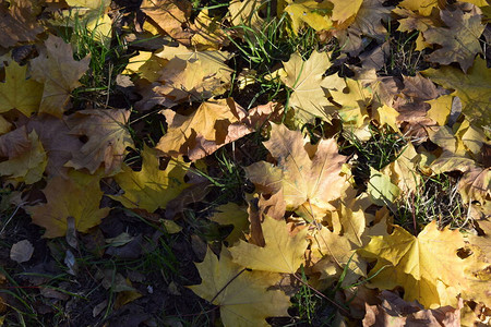 秋叶红黄和棕秋季的树叶覆盖在地上图片