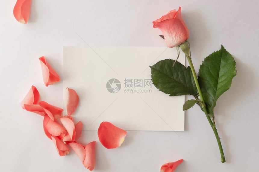 白纸贺卡白色背景上带玫瑰和花瓣的信封图片