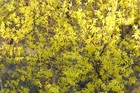 春天开花的树上黄色的花朵图片