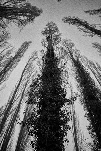 黑白底平面和白色底平面带有一系列大树图片