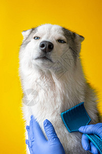 护理专家清洁Hussky养狗的羊毛图片