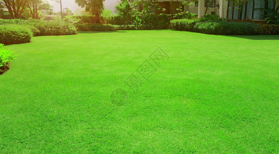 清凉的青绿马尼拉草坪图片