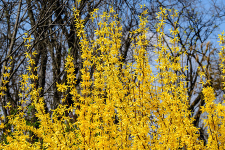 Forsythia植物又称复活节树的大片黄花丛背景图片