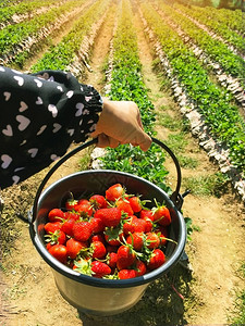 一位身穿黑长袖衬衫上粉红心的女子手在阳光明媚的草莓农场小片土地上图片