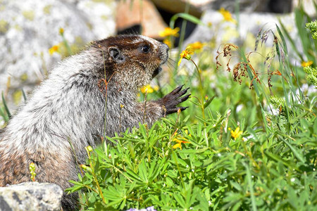 marmots是北美最大的野生松鼠背景图片