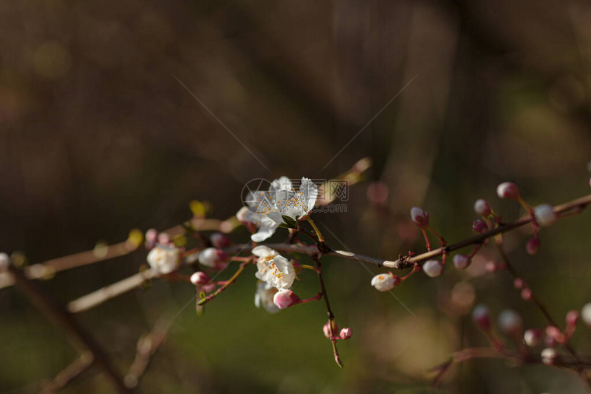 与樱桃李花开的分支开花的树春天觉醒与健康图片