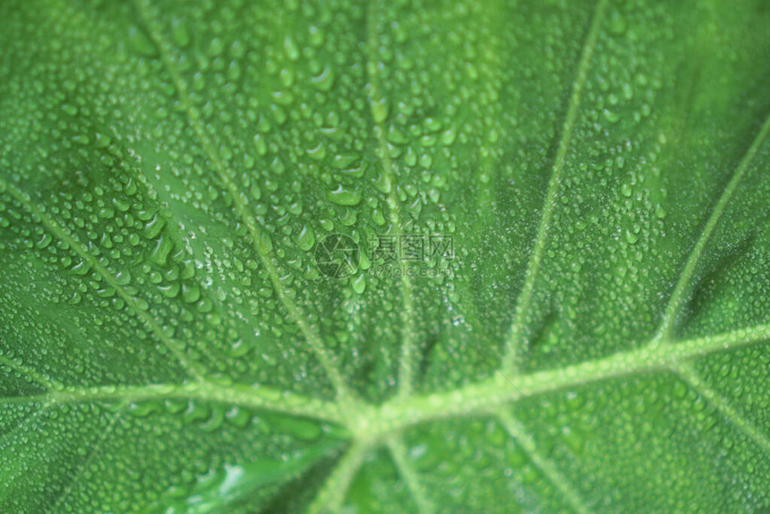 象耳植物新鲜的绿色巨叶上的雨滴水图片