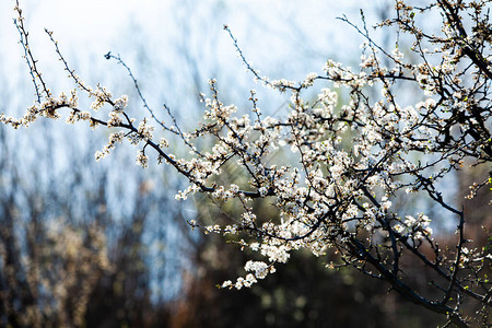 春天开花背景美丽的自然景观与盛开的树和太阳耀斑晴天图片