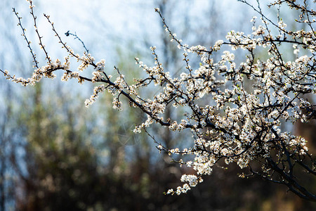 春天开花背景美丽的自然景观与盛开的树和太阳耀斑晴天图片
