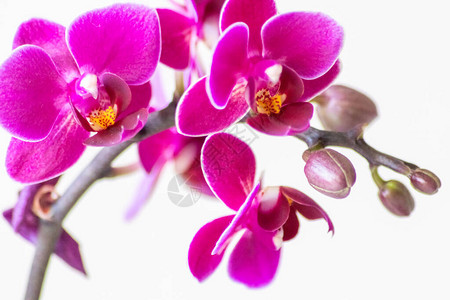 美丽的粉红色兰花和潜芽图片