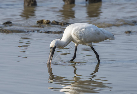 黑脸Spoonbill飞图片