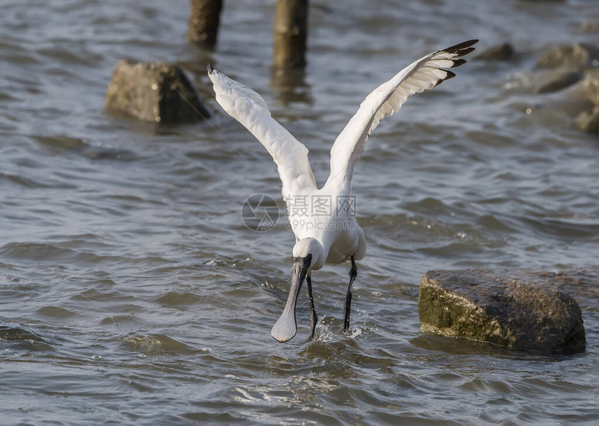 黑脸Spoonbill飞图片