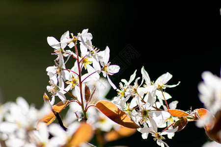 春天背光下美丽的灌木小白花背景图片