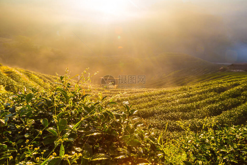 茶叶种植的山谷有雾阳图片