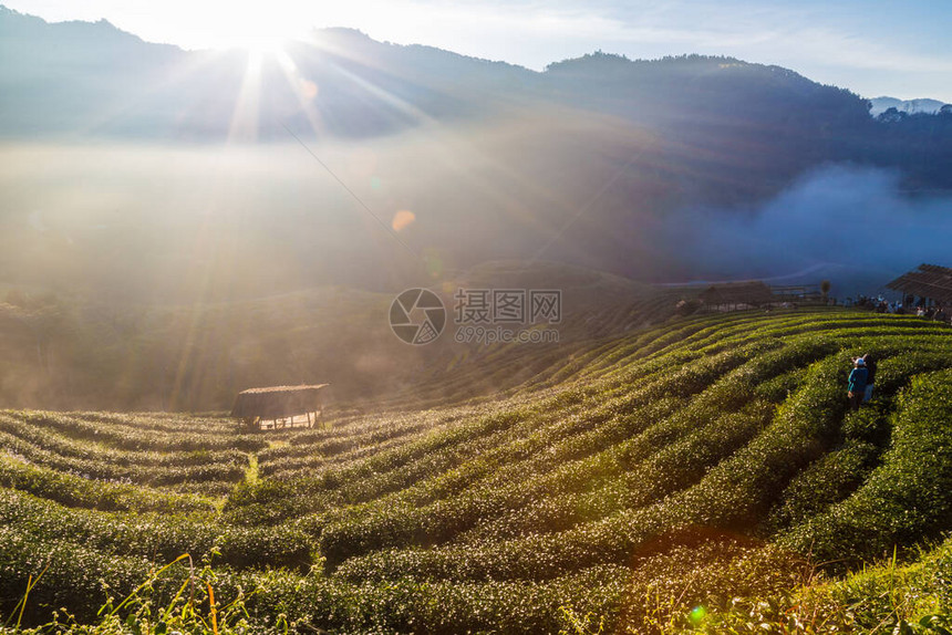 茶叶种植的山谷有雾阳图片