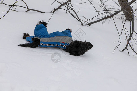 穿着冬装的黑色小狗在雪地里玩耍图片