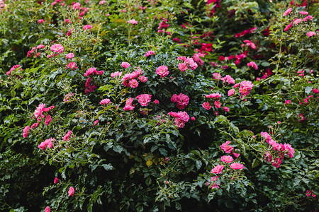 野玫瑰背景绿墙围栏上图片
