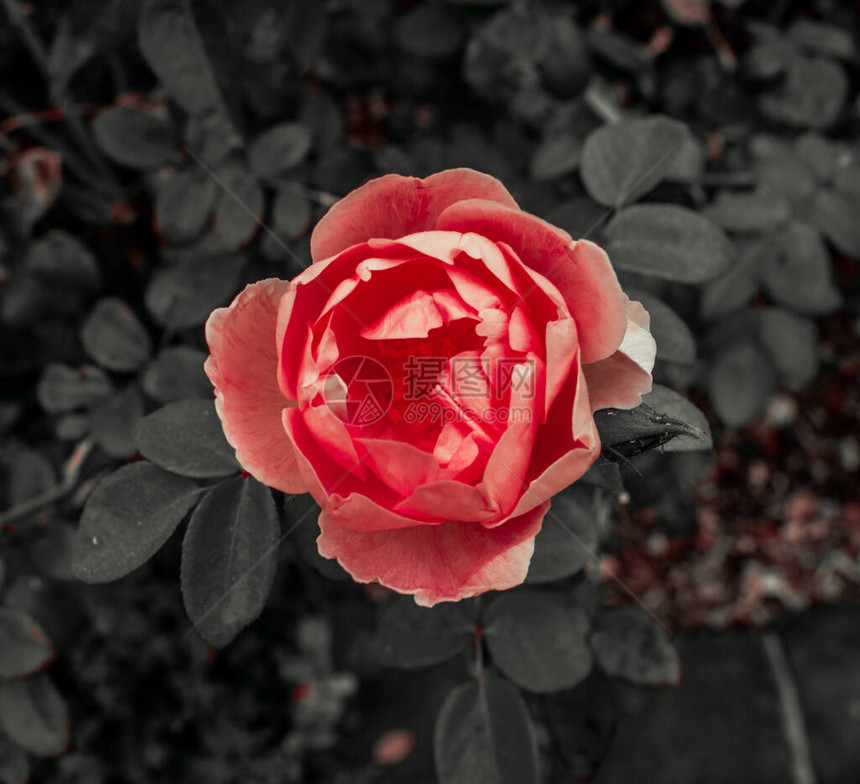 澳大利亚吉隆植物园的美丽花朵照片来自G图片