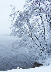冬季在水上树枝处在雪中树图片