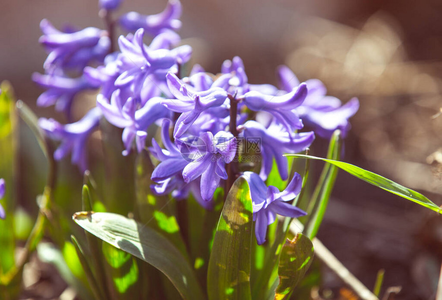 紫色荷兰Hyaci图片