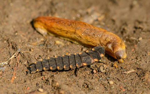 在野外的鼻涕虫上觅食的普通发光虫Lampyrisnoctil图片