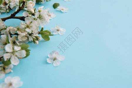 春天白色樱花树在蓝色背景上的照片图片