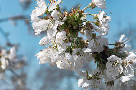 樱花树背景美丽的春枝图片