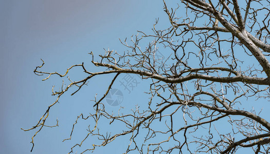 美丽的老核桃树枝背景。背景图片
